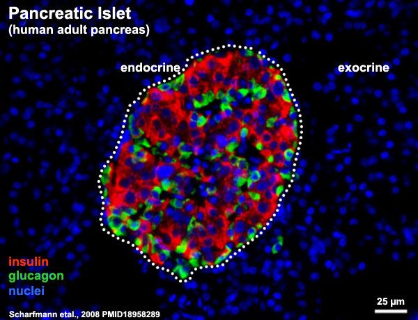 human pancreatic islet cell