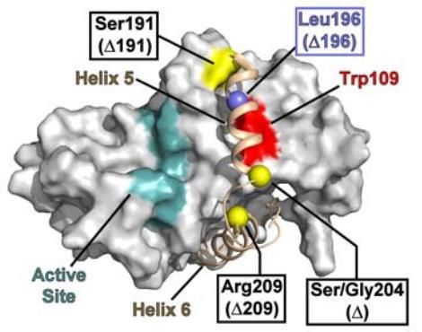 KSHV protease monomer