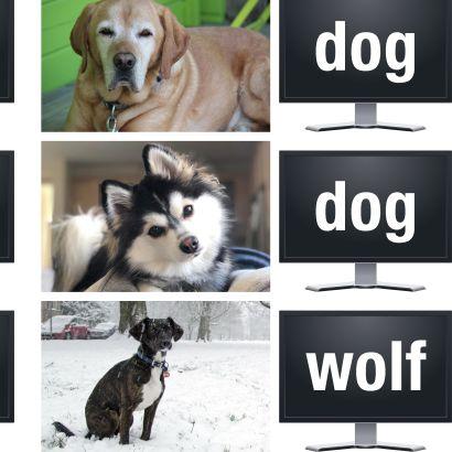 Dogs and wolves comparison