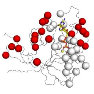 A ball and stick model of a protein with allosteric sites shown as red spheres