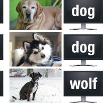 Dogs and wolves comparison